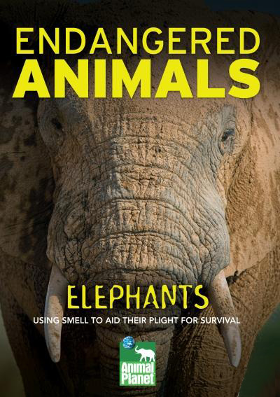 African elephant | :: GreenDustries Environmental Blog ::