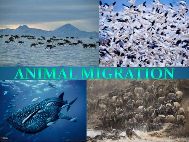 animals migrating due to climate change