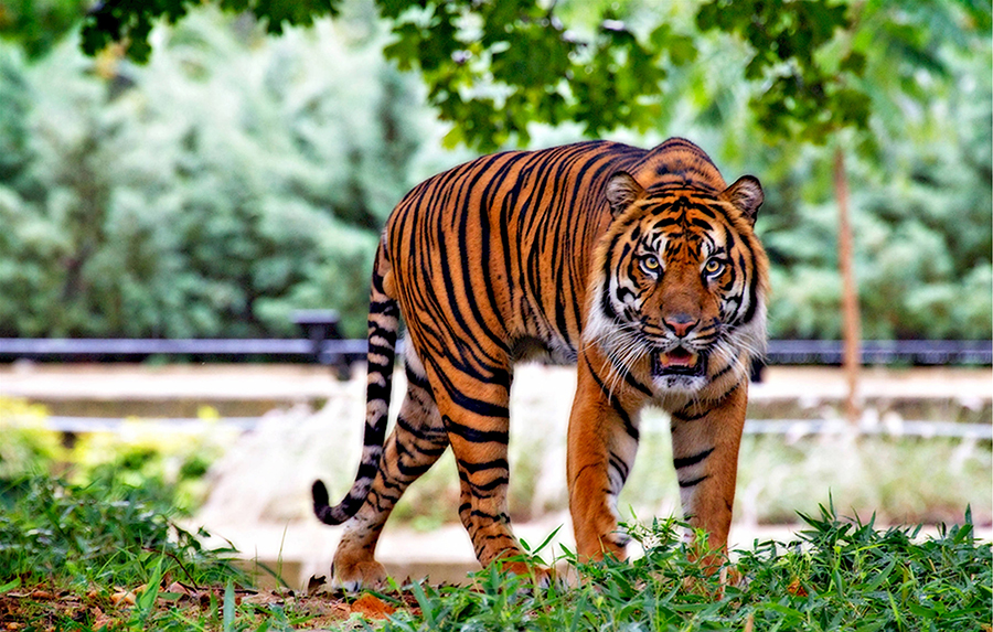 sumatran-tiger-518771_2